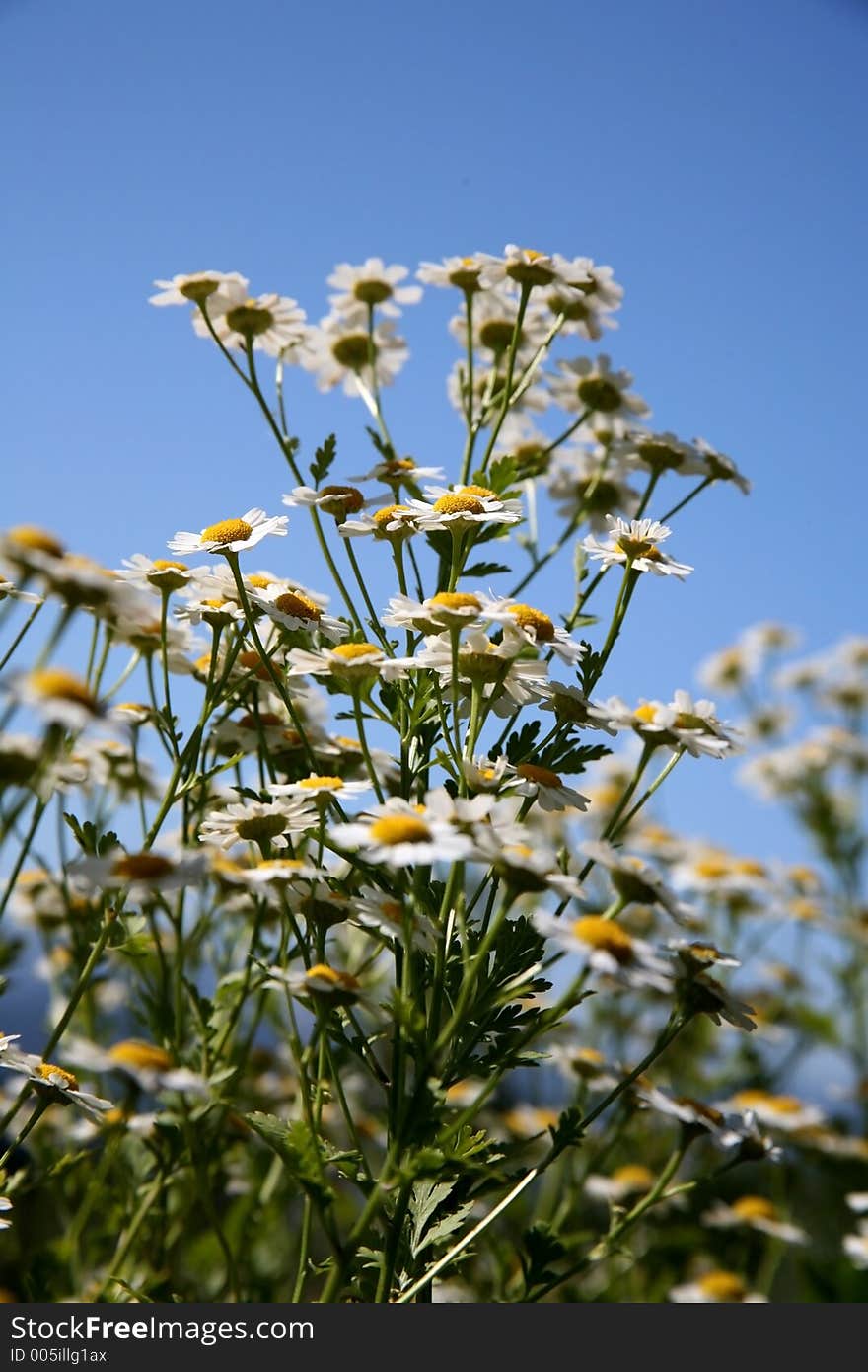 Wild Daisies - Oregon Wildflowers