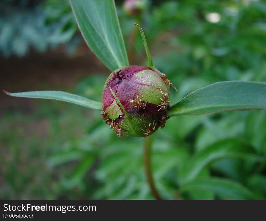 Red ant feeding on sap from flower pods