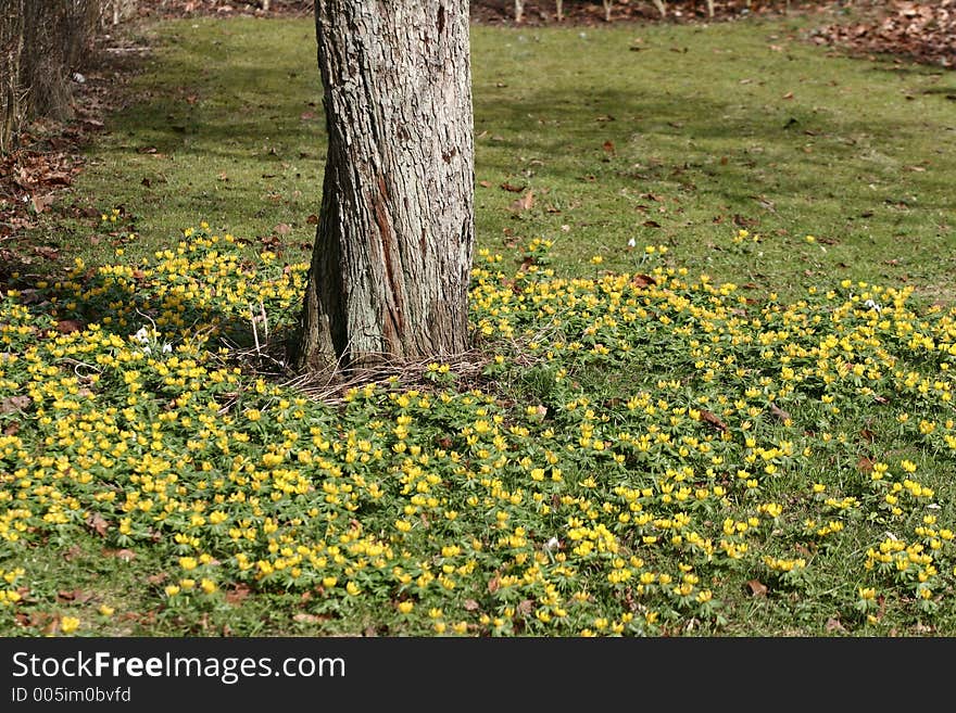 Green spring landscape tree and yellow flowers