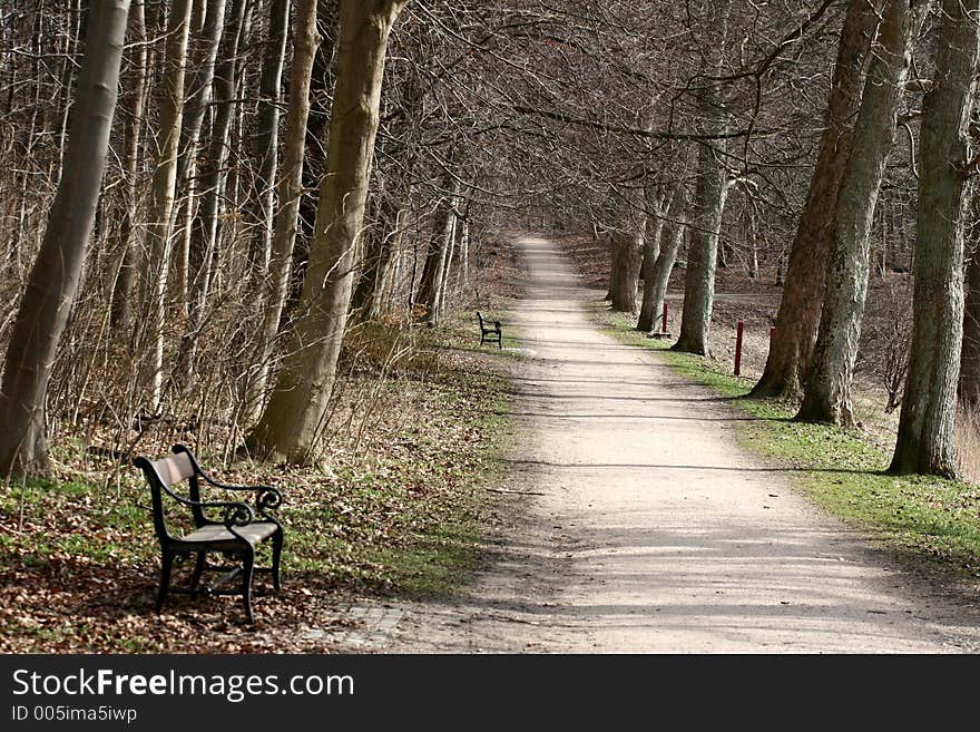 Green spring landscape and a forest path--soft focus on the first bench where someone might rest and find peace