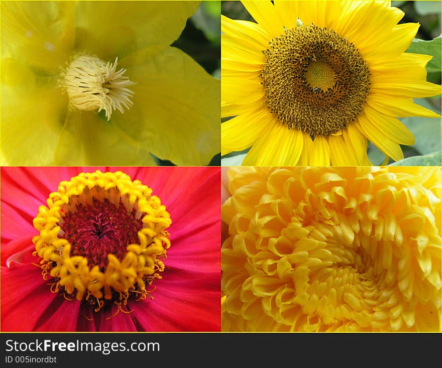 Flowers that are yellow in colour with one that has red also. There are 1) simpoh air ( Dillenia suffruticosa ), 2)sunflower 3) zinnia elegans( red and yellow) and 4) chrysanthemum. close up macro. Flowers that are yellow in colour with one that has red also. There are 1) simpoh air ( Dillenia suffruticosa ), 2)sunflower 3) zinnia elegans( red and yellow) and 4) chrysanthemum. close up macro.