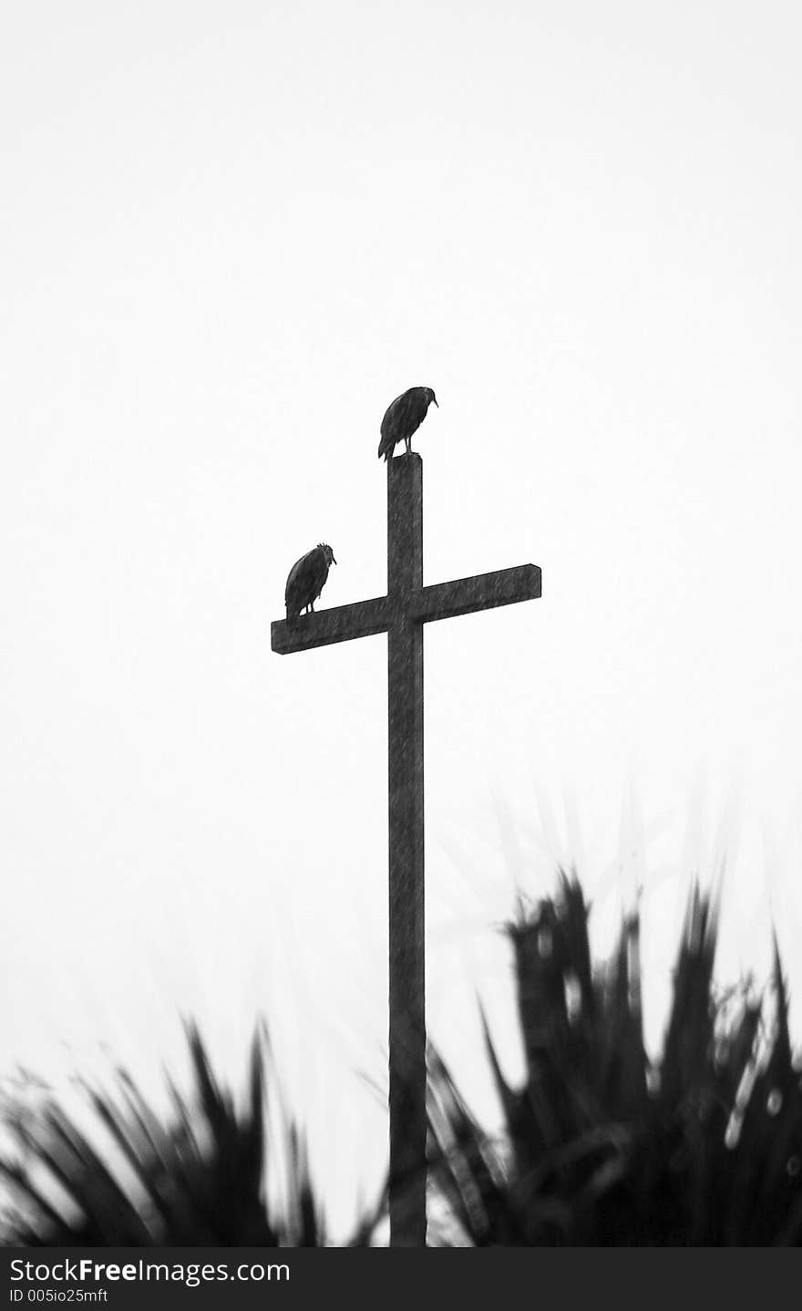 Two vultures perched on  wooden cross during a rain storm. Two vultures perched on  wooden cross during a rain storm.
