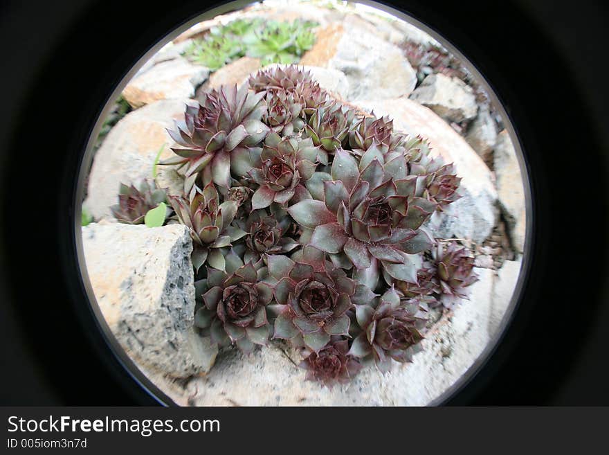 Sempervivum tectorum in fish eye, housekeep