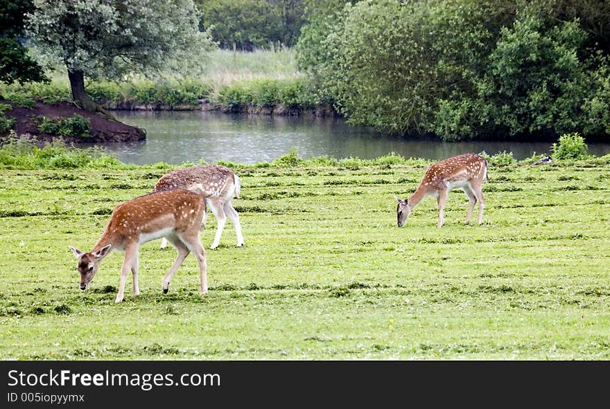 Fallow Deer grazing beside river.