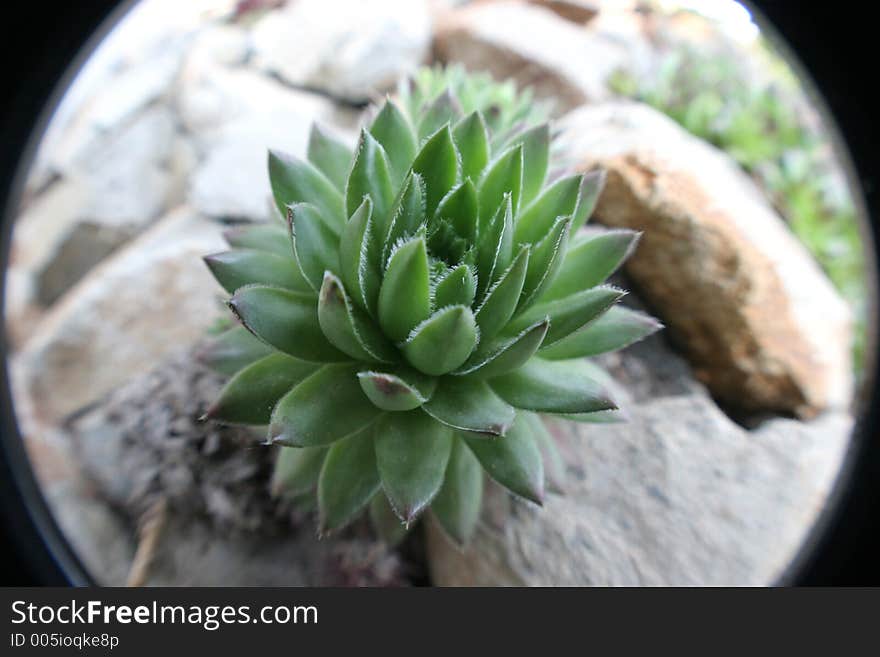 Sempervivum tectorum in fish eye, housekeep