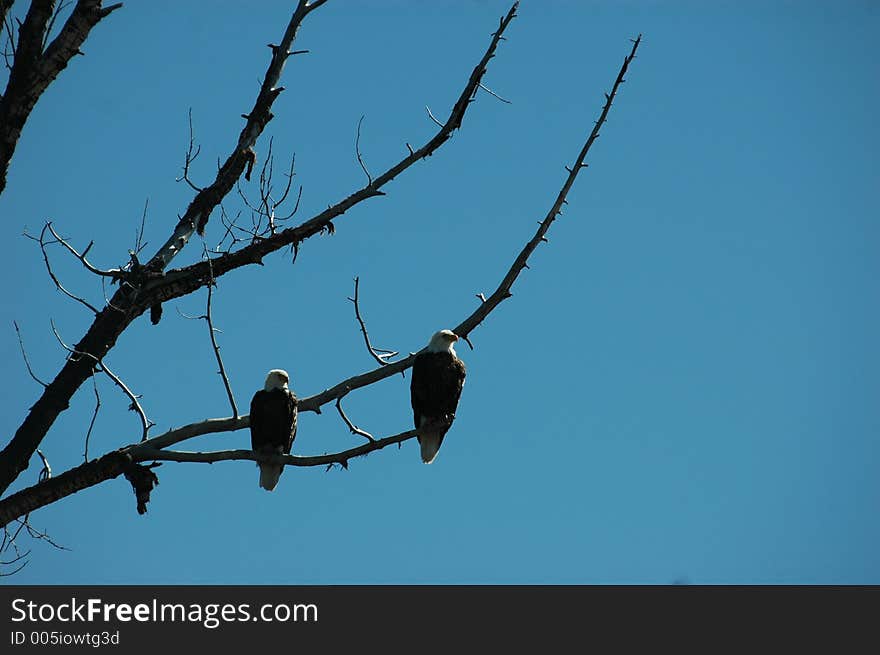 Mating Pair Of Bald Eagles