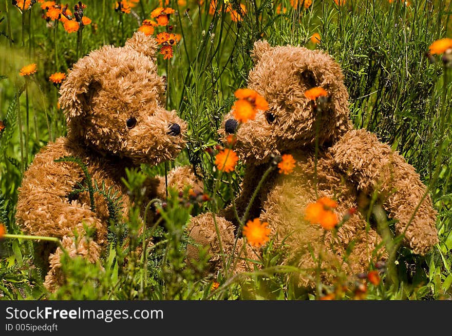 Teddybear couple in field of orange flowers