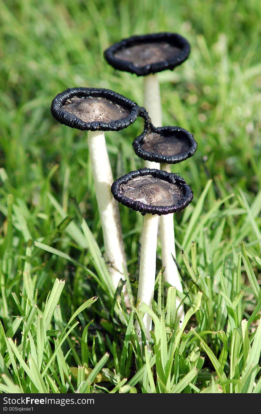 A group of decaying and poisonous looking toadstools. A group of decaying and poisonous looking toadstools