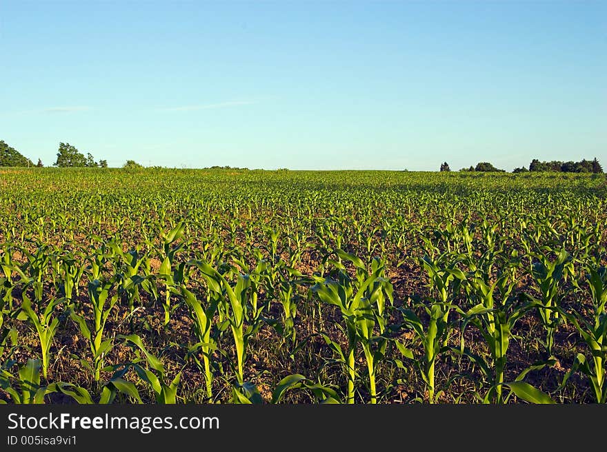 Corn Field