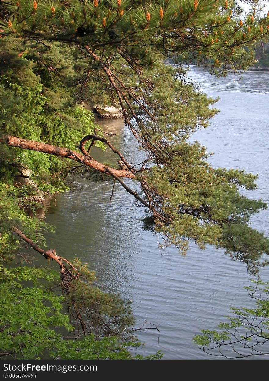 Detail of a pine forest on an ocean island-Matushima,Japan. Detail of a pine forest on an ocean island-Matushima,Japan