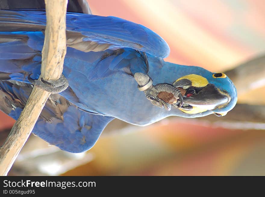 Parrot eating nut. Parrot eating nut