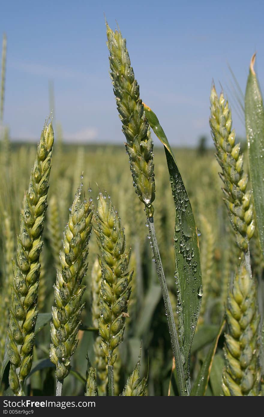 Field of wheat in the morning dew. Field of wheat in the morning dew