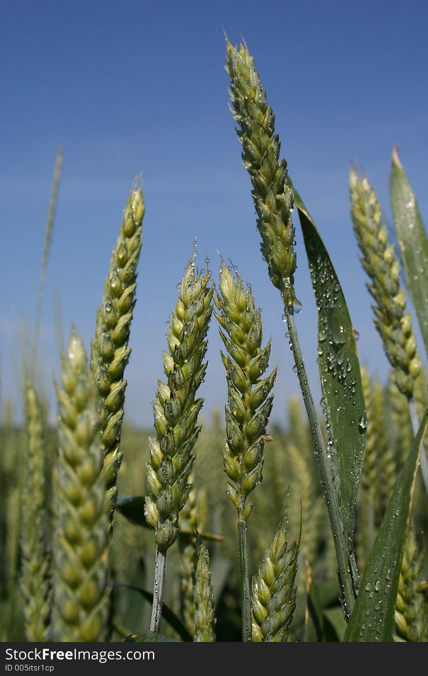 Raindrops on wheat close-up