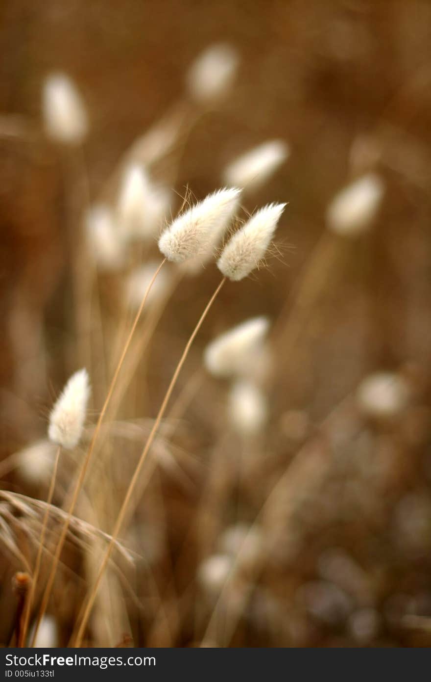 Corsican flower closeup