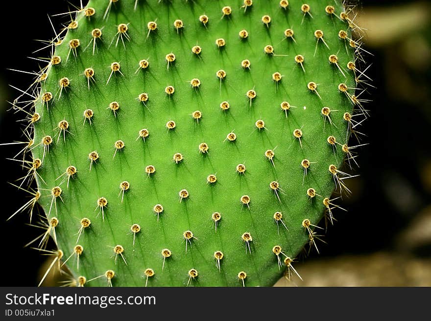 Cactus