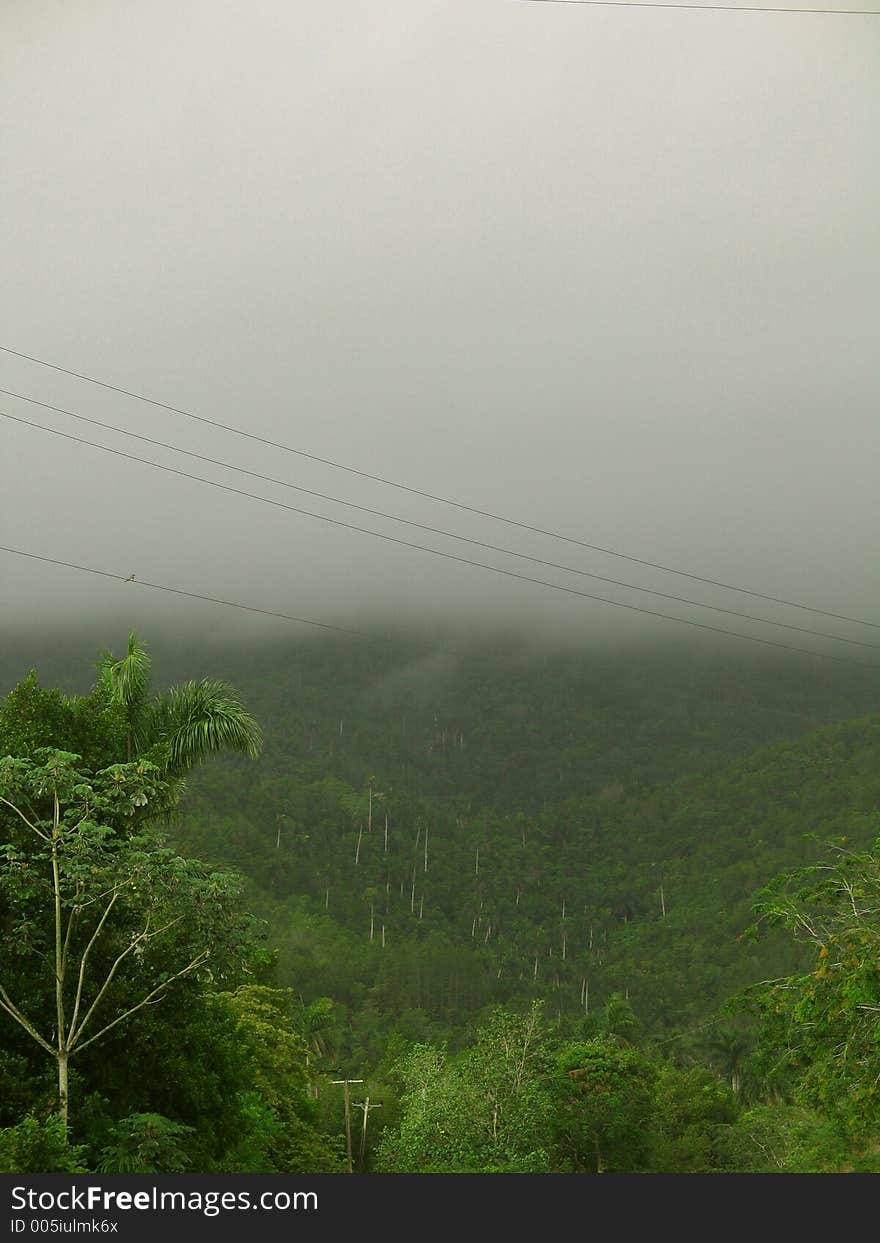 Fog Forrest