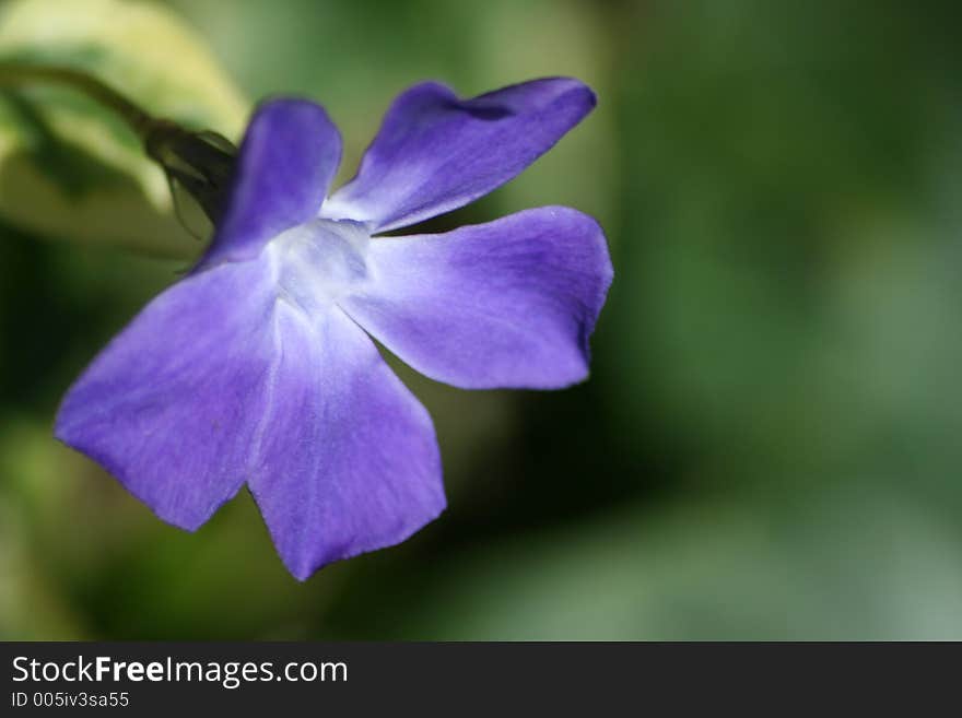 Close up of a purple flower in bloom