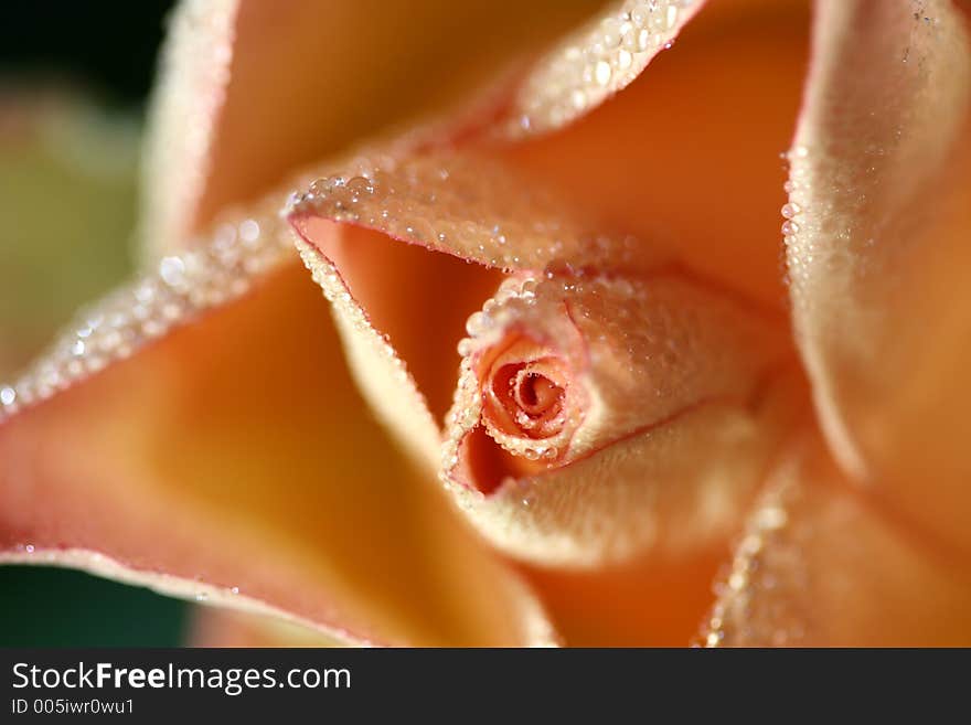 Rose closeup