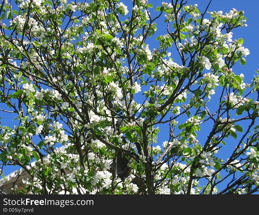 Apple-tree. Apple-tree