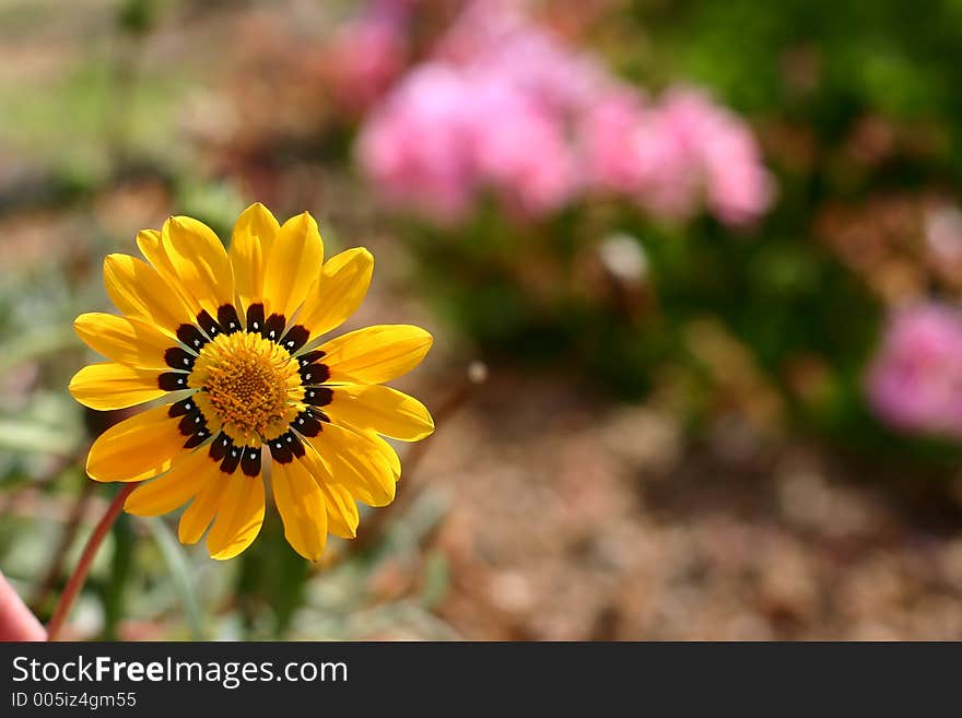 Corsican Flower Closeup