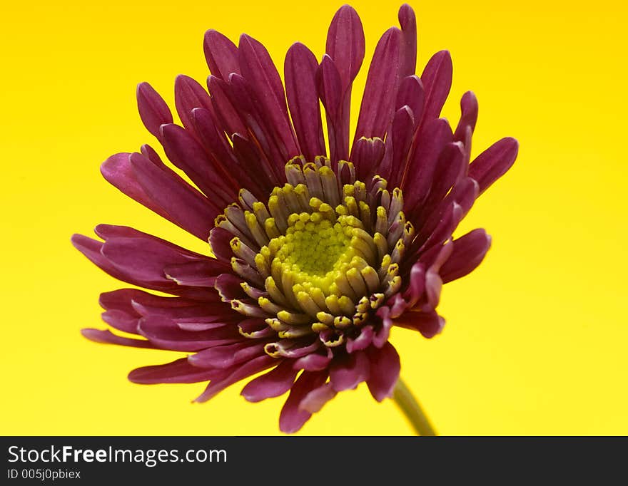 Photo of a Flower