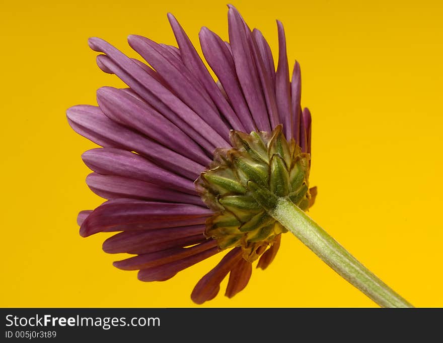 Photo of a Flower