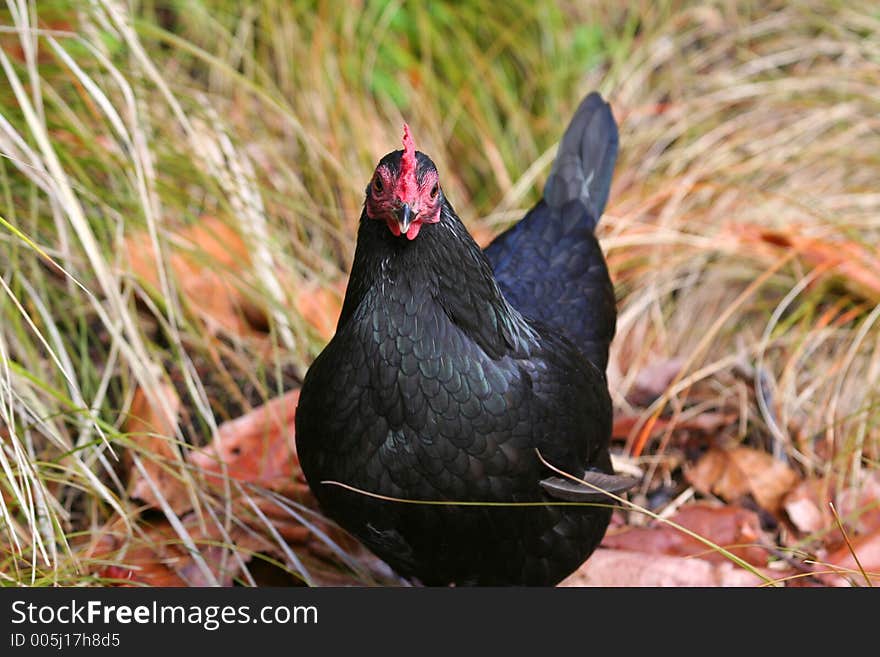 Black chicken