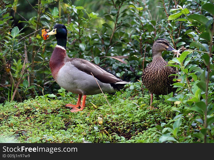 Couple of ducks