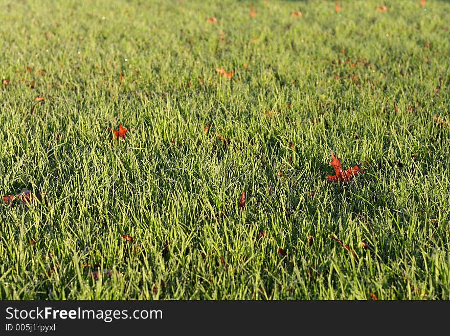 Leaf on grass