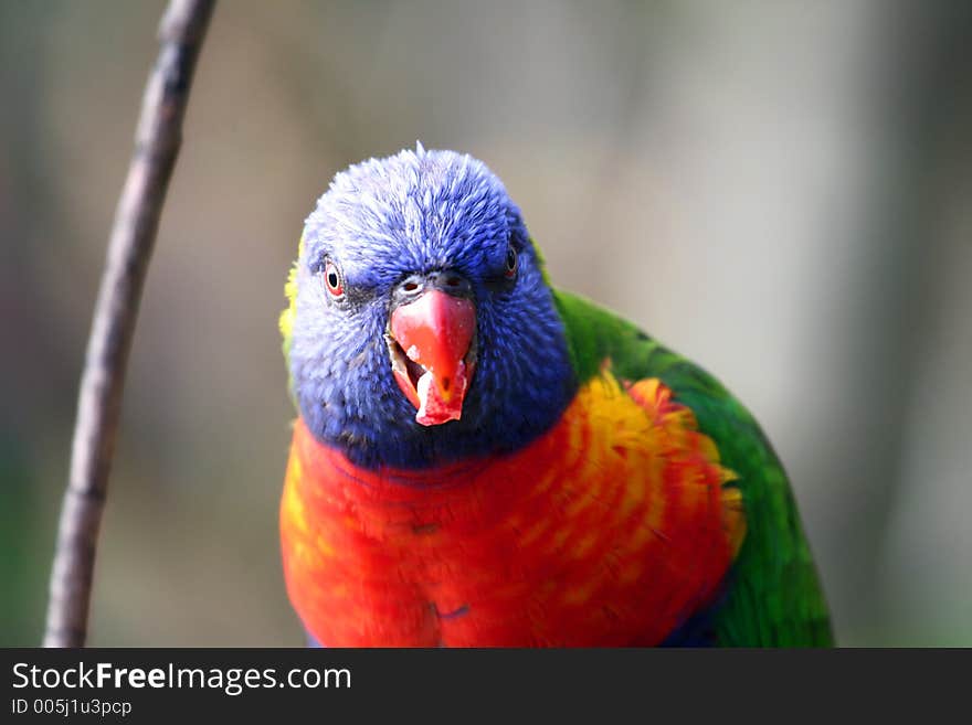 Face of colorful bird