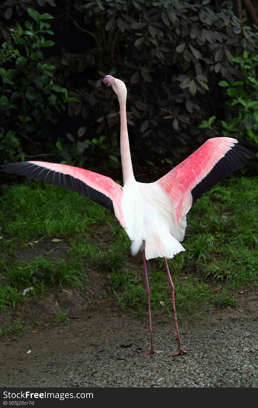 Flamingo fleeing