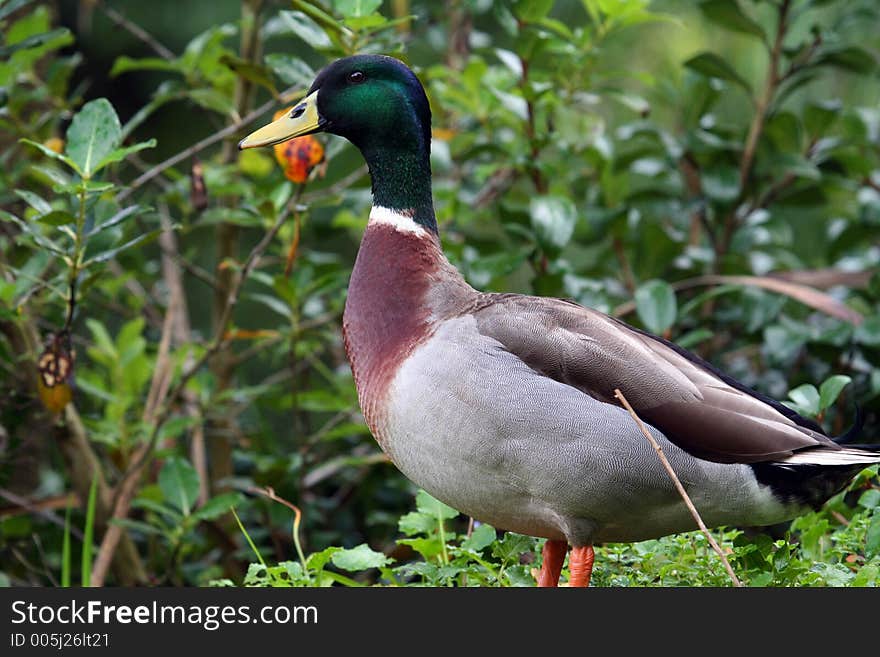 Green head duck in the wild