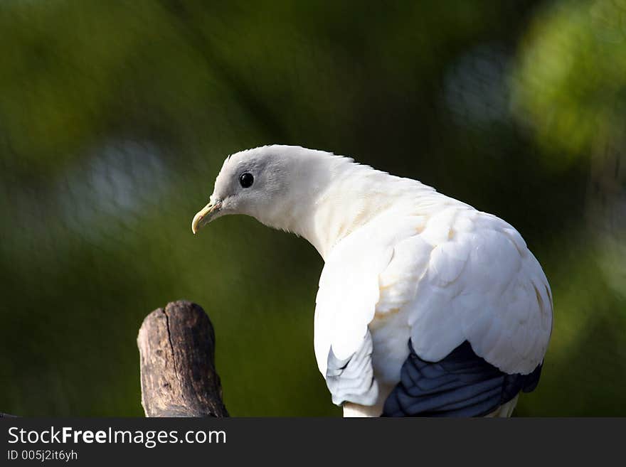 Nutmeg Pigeon