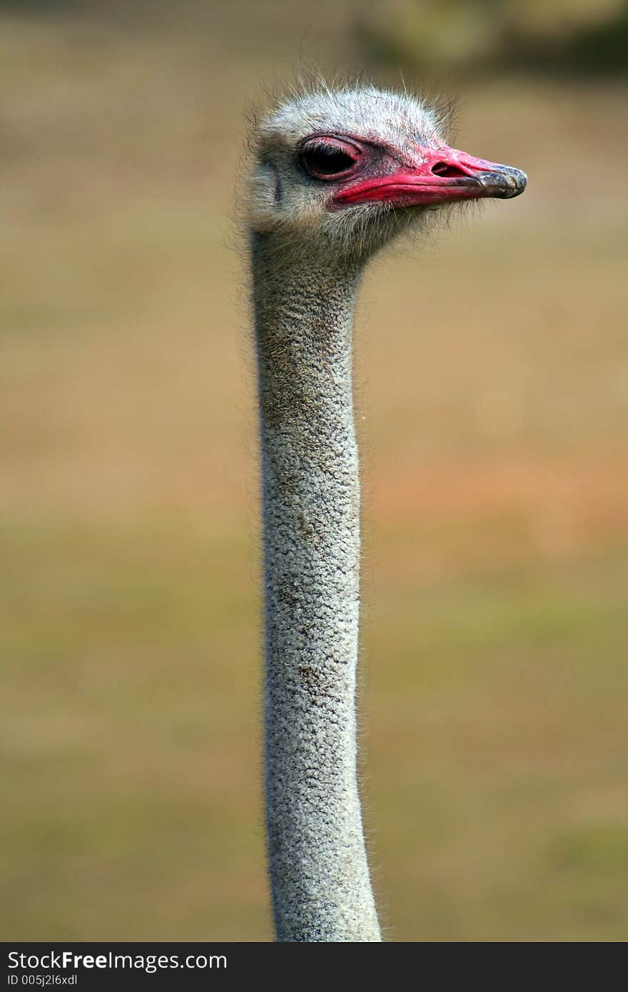 ostrich head with long eck