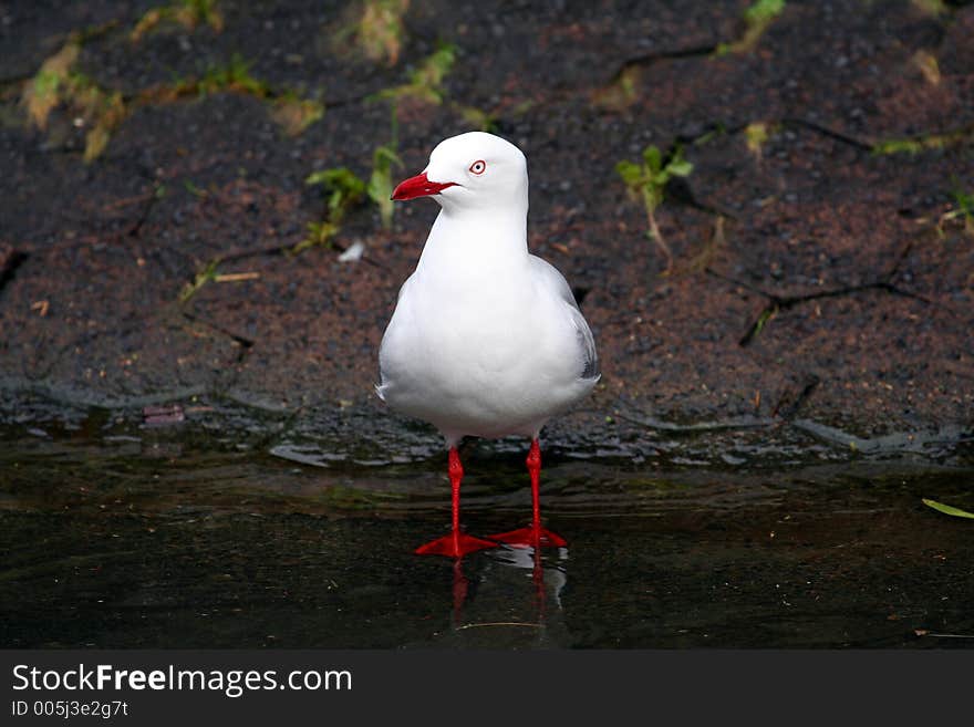 Seagull standing in clear water. Seagull standing in clear water