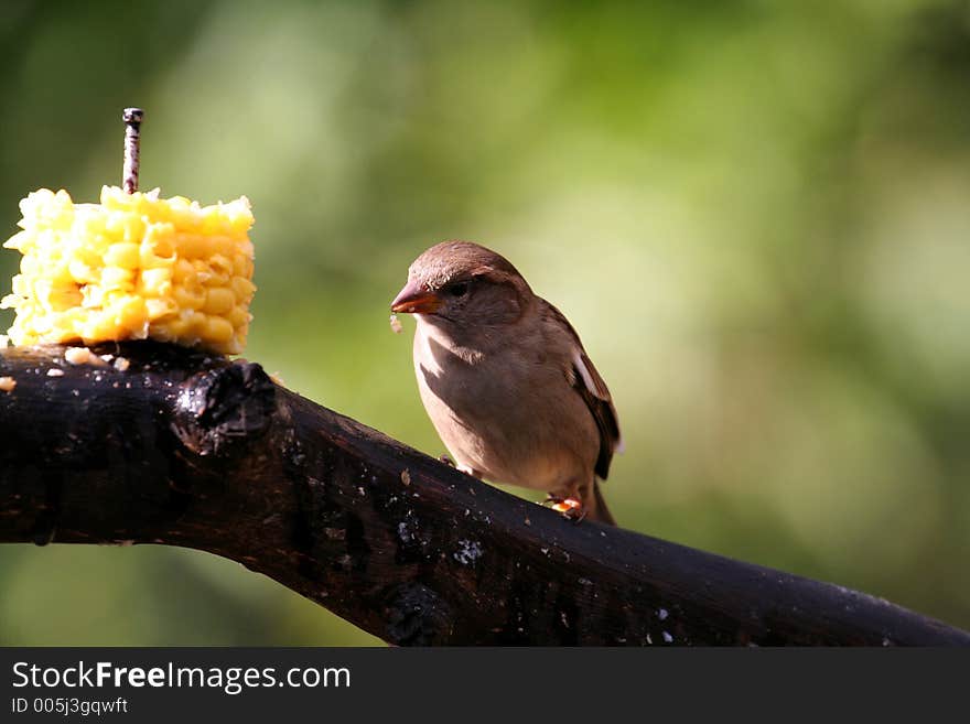 Sparrow eating a corn cob  on a branch. Sparrow eating a corn cob  on a branch