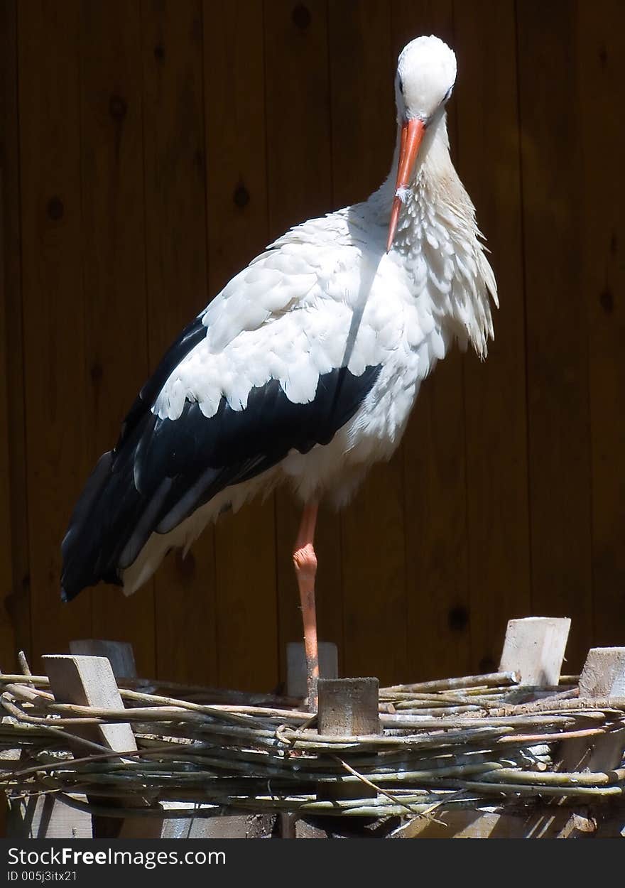 Beautiful bird stork