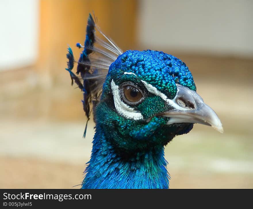 Peacock