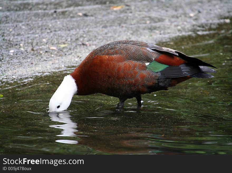 White head duck eating in the water