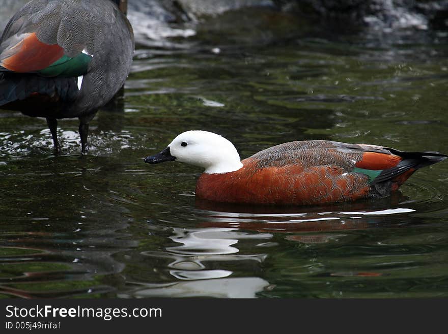 White head duck in the water