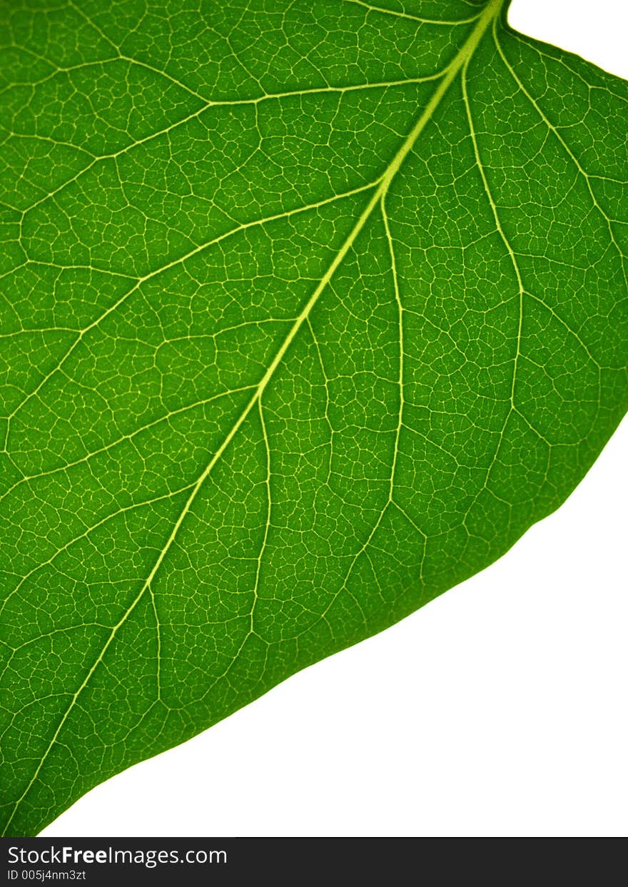 Part of leaf skeleton on white