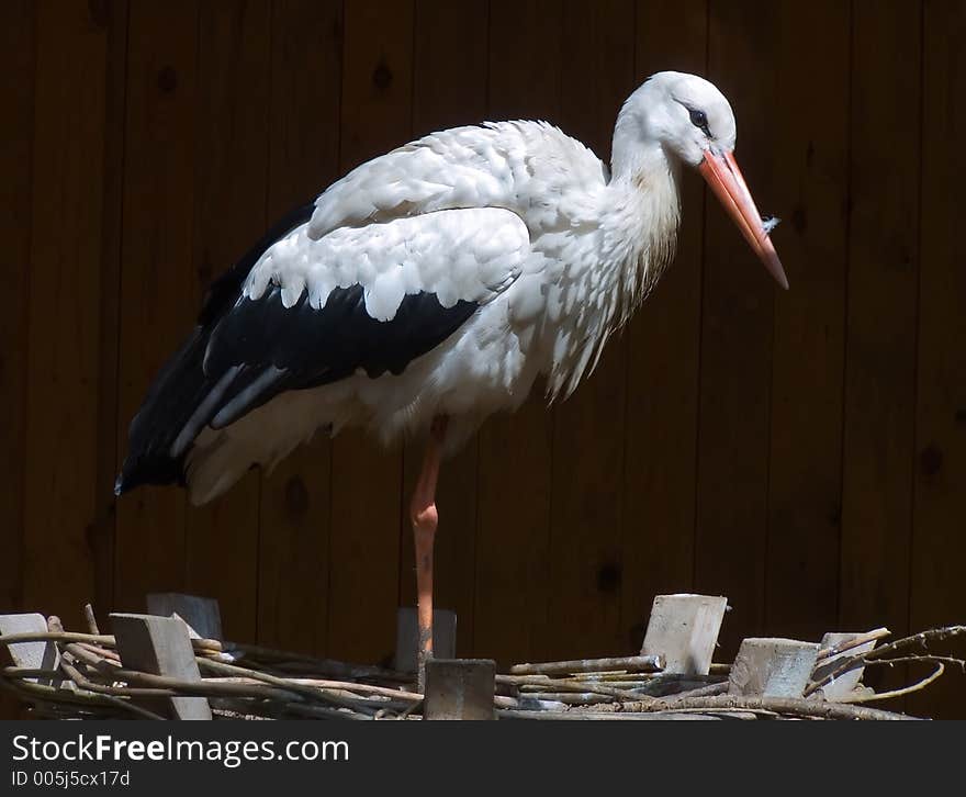 Beautiful bird stork