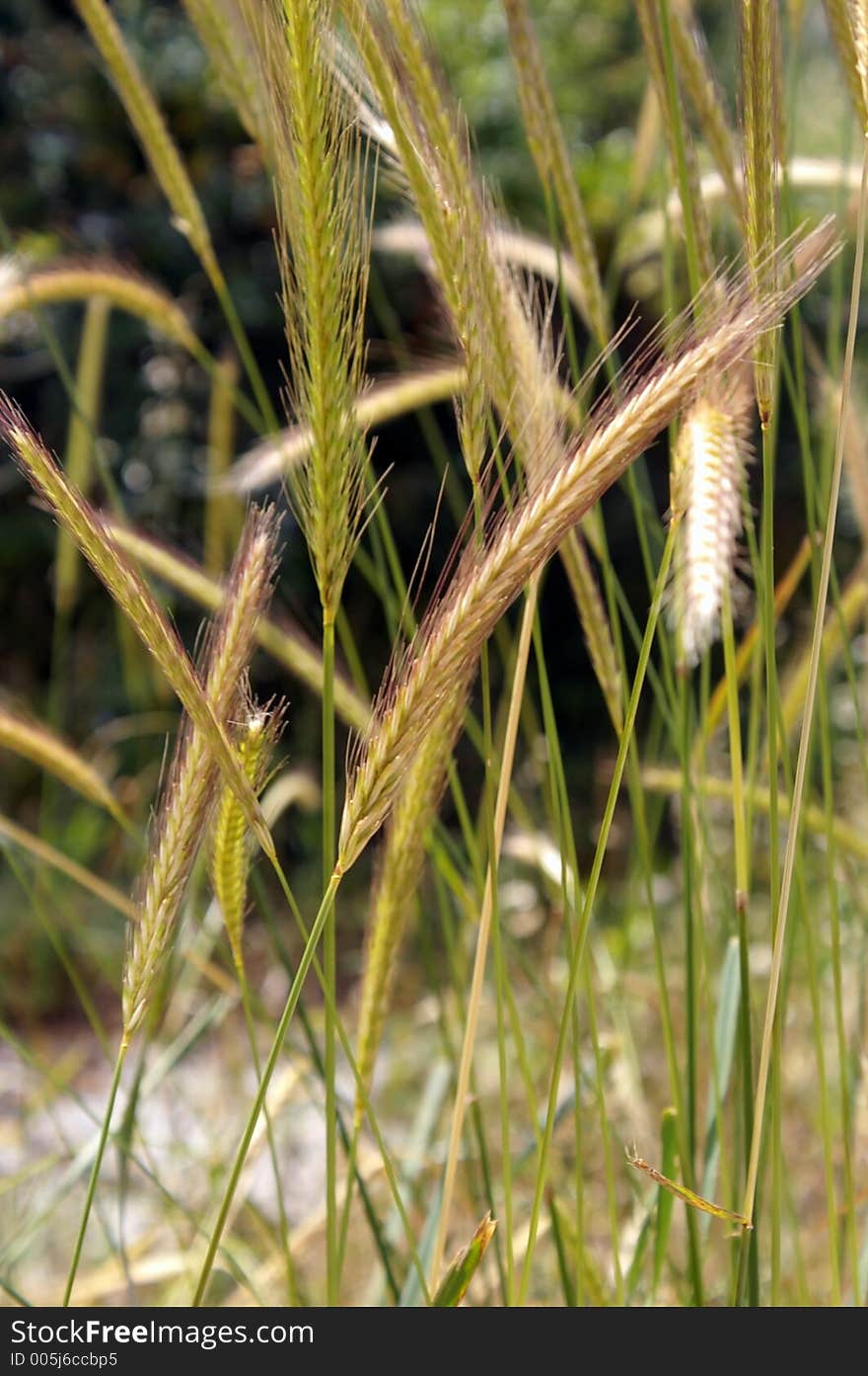 Wheat spikes