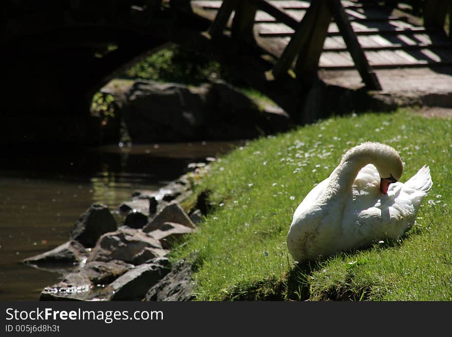 A beautiful swan at a small lake in a park Fürstenlager in germany, hessen, Bensheim-Auerbach. In the back a small wooden bridge.