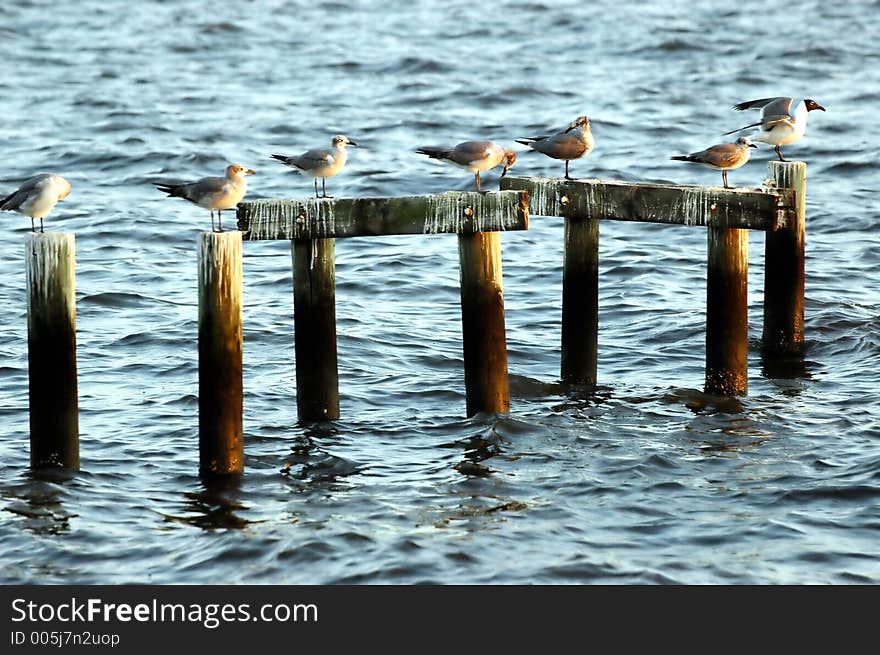 Seagulls on pilings