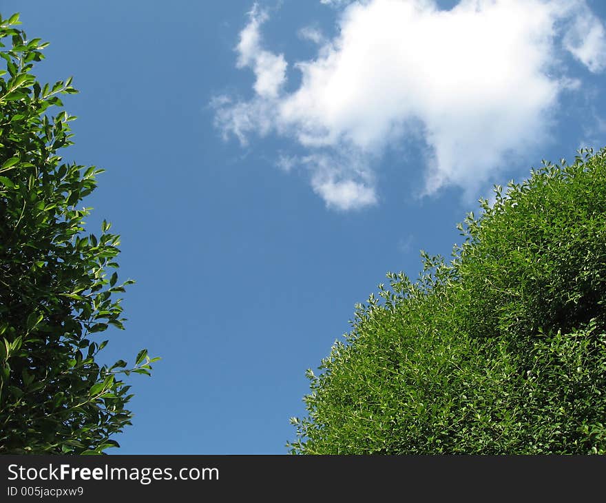 Trees and cloud