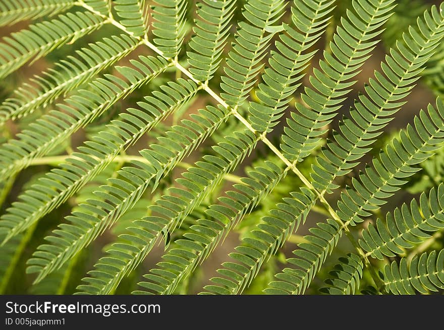 A macro shot of a mimosa leaf. A macro shot of a mimosa leaf.