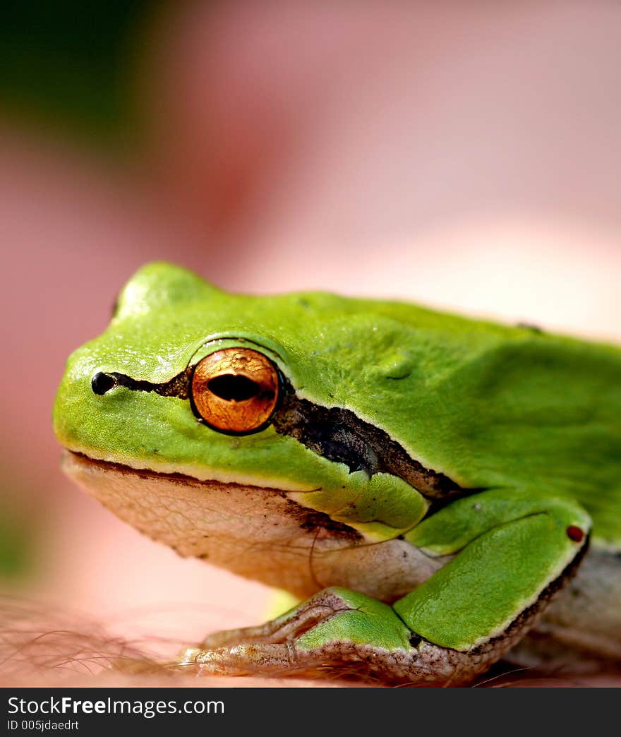 Green Little Frog