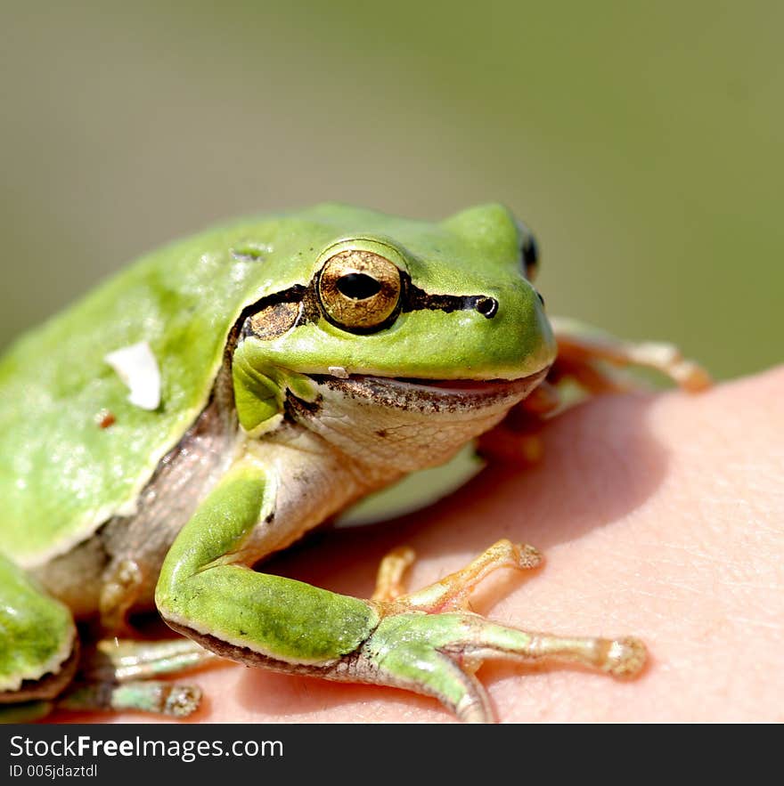 Froggy