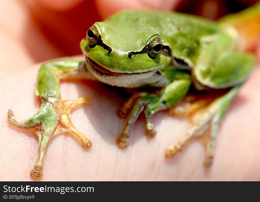 Green Little Frog